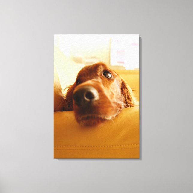 Toile Irish Setter sur canapé (Recto)
