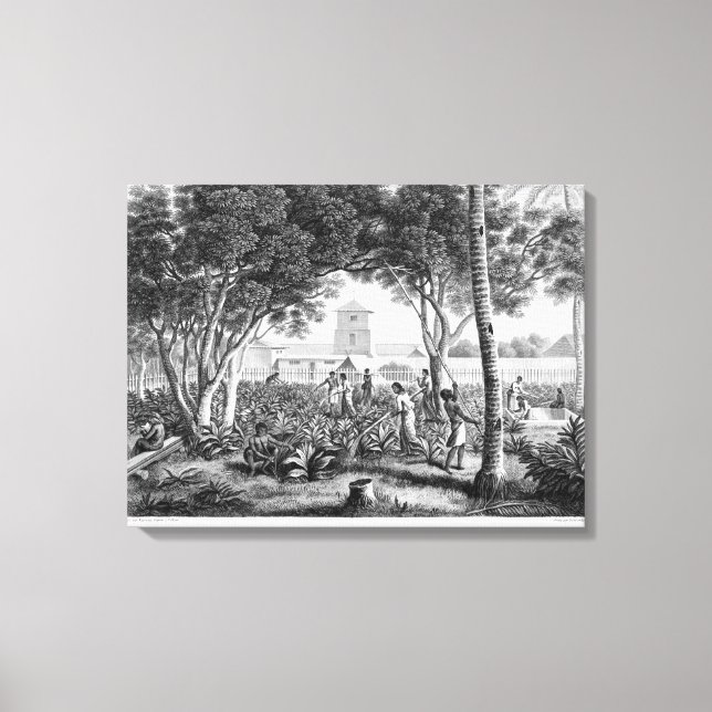 Toile Islande of Guam : Natives at Work in the Garden of (Recto)