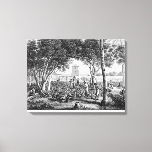 Toile Islande of Guam : Natives at Work in the Garden of