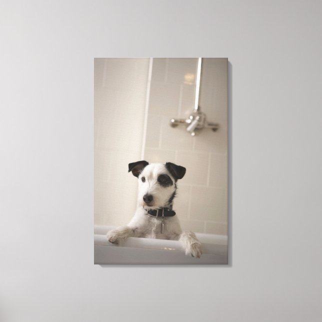 Toile Jack russell terrier. (Recto)