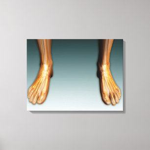 Toile Jambes Humaines Et Pieds Avec Système Nerveux