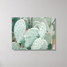 Jardin botanique Cactus