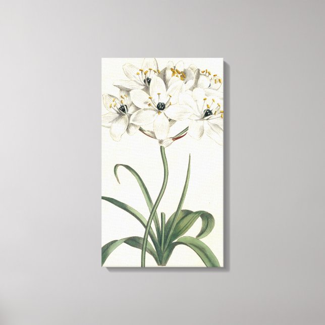 Toile Jardin d'ivoire (Recto)