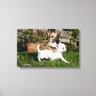 Toile Jeu de chiot de chiwawa