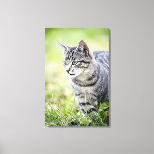 Toile Jeune chat en nature