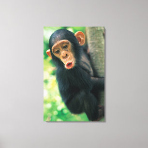 Toile Jeune chimpanzé (troglodytes de casserole)