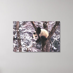 Toile Jeune panda jouant sur un arbre recouvert de neige