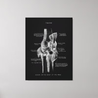Joints genou Anatomie Art