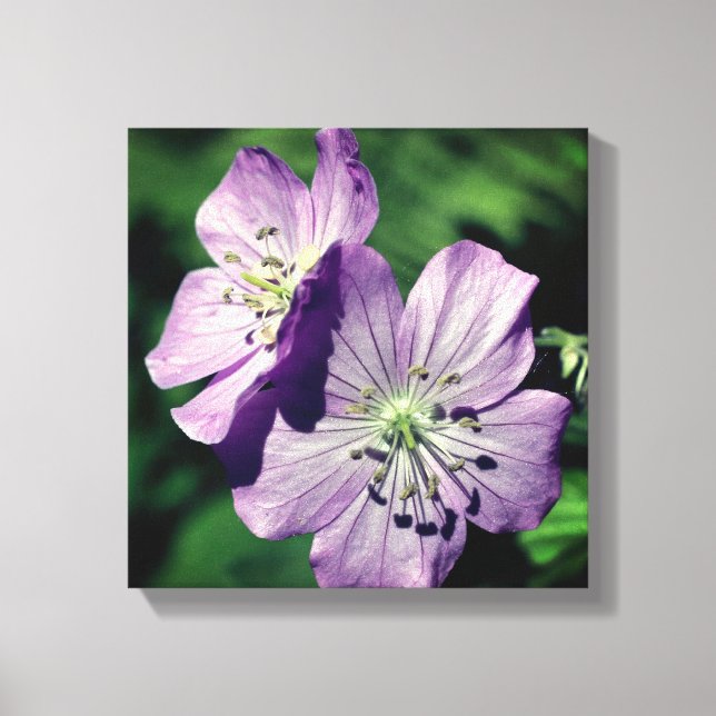 Toile Jolie paire de fleurs de géranium violet gros plan (Recto)