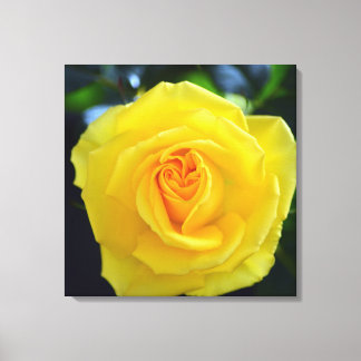 Toile Jolie photo de fleurs de rose jaune.