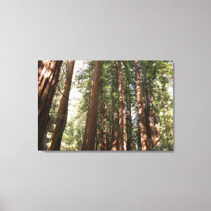 Toile Jusqu'à Redwoods II au monument national de Muir W