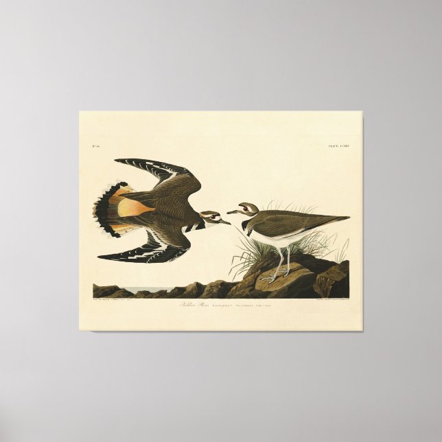 Toile Kildeer Plover (Killdeer) Audubon Birds of America (Recto)