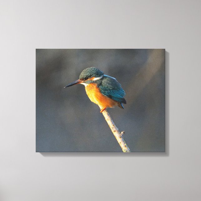 Toile Kingfisher (Recto)