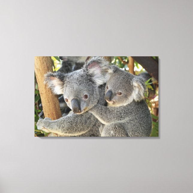Toile Koala Phascolarctos cinereus Queensland. (Recto)