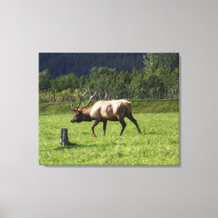 Toile Kodiak, Alaska Elk extérieur Photo Conçu Fancy