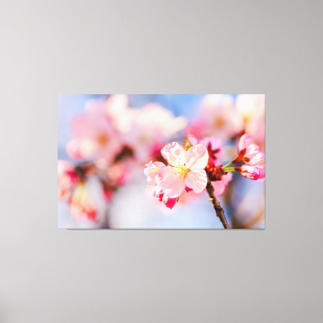Toile La beauté éclatante des fleurs de sakura roses (Recto)