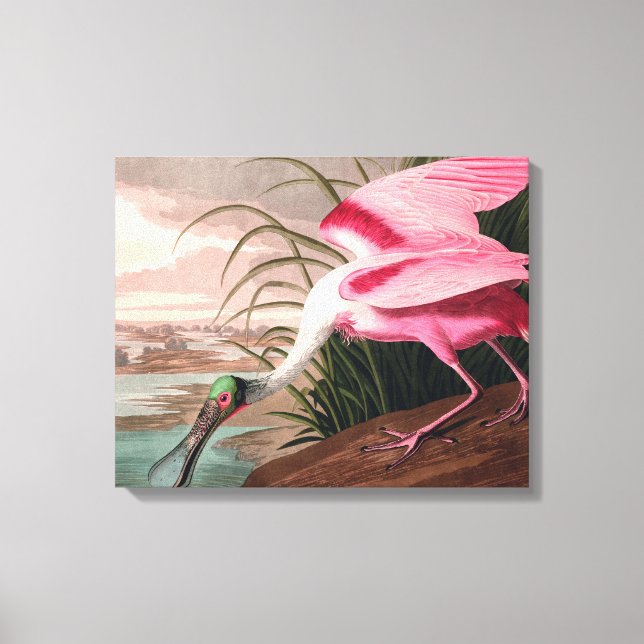 Toile La faune des oiseaux d'Audubon de Spoonbill Roseat (Recto)
