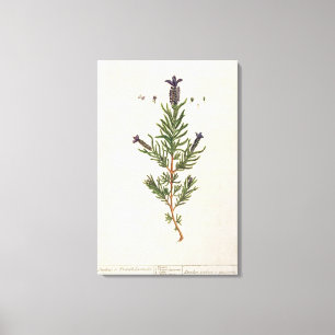 Toile La lavande française, plaquent 241 'd'un Herbal