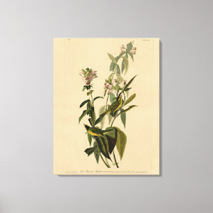 Toile La Paruline Wilson des oiseaux d'Amérique d'Audubo