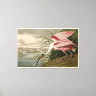 Toile La spatule rose des oiseaux d'Amérique d'Audubon
