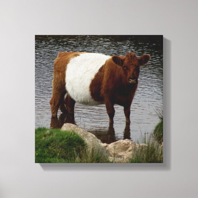 Toile La Vache Galloway À Ceinture Dartmoor Se Trouve Da (Recto)