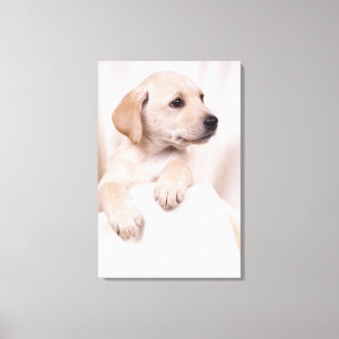 Toile Labrador Puppy