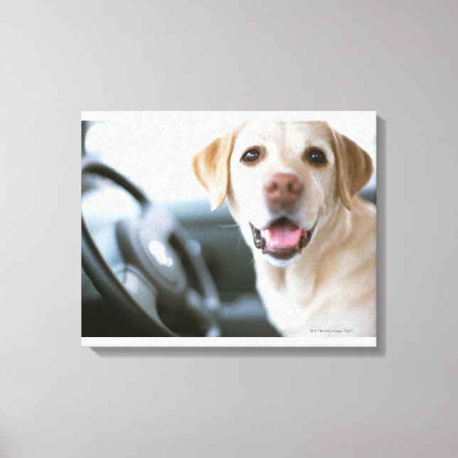 Toile Labrador Retriever (Recto)