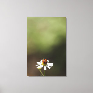 Toile Ladybird sur la Fleur Chamomile