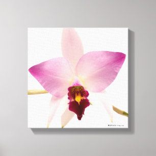 Toile Laelia Ancep
