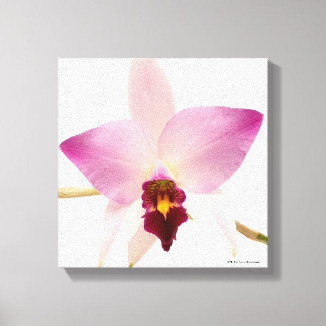 Toile Laelia Ancep (Recto)