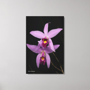 Toile Laelia Anceps
