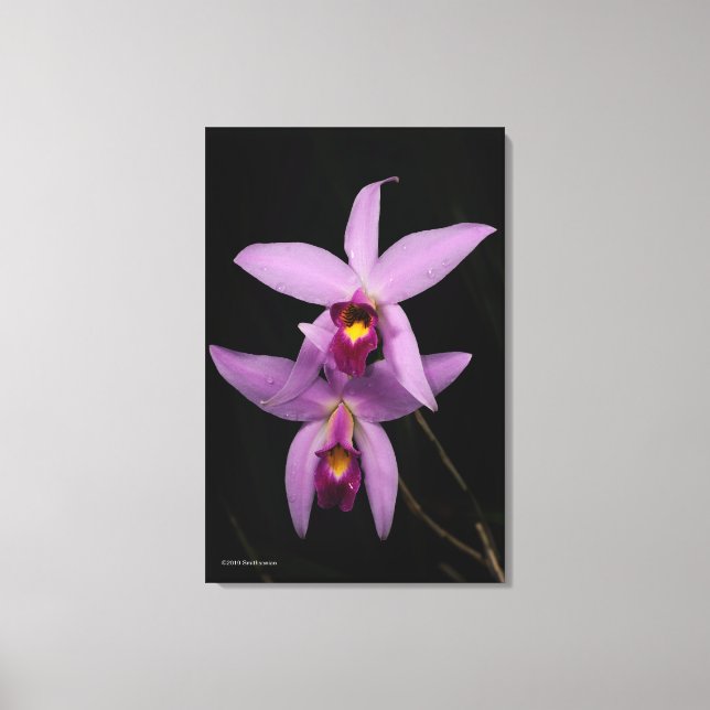 Toile Laelia Anceps (Recto)