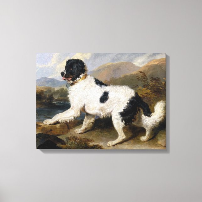 Toile Landseer Newfoundland Dog (animal noir et blanc) (Recto)