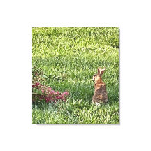 Lapin dans l'herbe - La photographie nature paisib