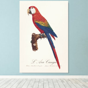 Toile L'Ara Macao / Scarlet Macaw