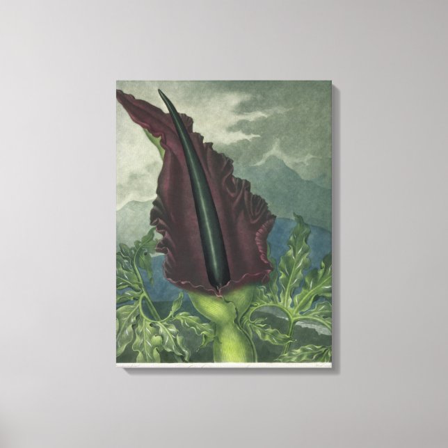 Toile L'Arum du Dragon, gravé par Ward, de "The Templ (Recto)