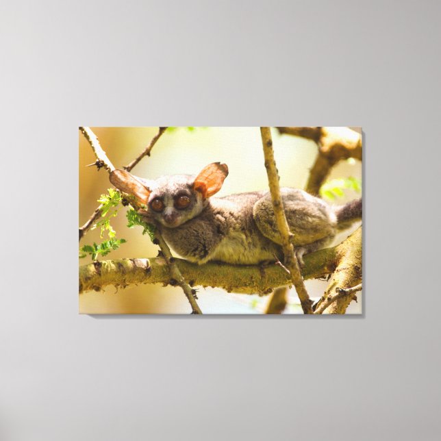 Toile Le Bébé du Sénégal (Galago Senegalensis) (Recto)