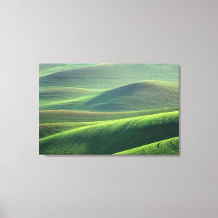Toile Le blé jaillit dans les collines de la Palouse