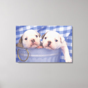 Toile Le Bulldog, souvent appelé le Bulldog anglais,