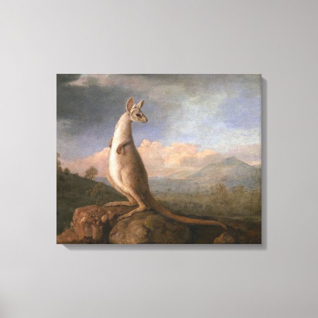 Toile Le Kongouro de la Nouvelle-Hollande par George Stu (Recto)