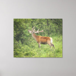 Toile Le majestueux Red Deer dans la forêt