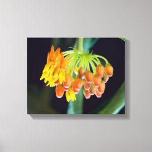 Toile Le papillon Milkweed fleurit et bourgeons