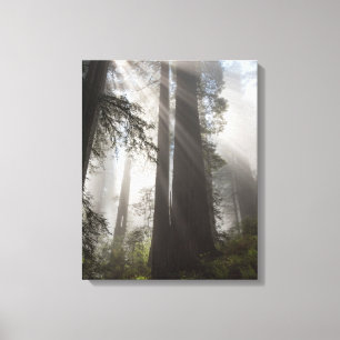 Toile Le parc national de Redwood Californie