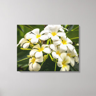Toile Le Plumeria exotique d'île a enveloppé la copie
