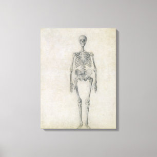 Toile Le squelette humain, vue antérieure, de la série