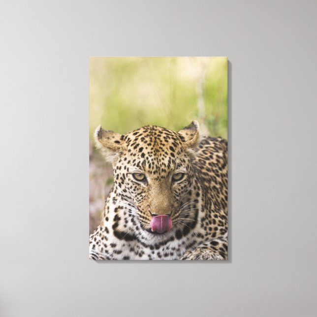 Toile Leopard (Recto)
