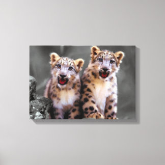 Toile Léopard de neige CUB