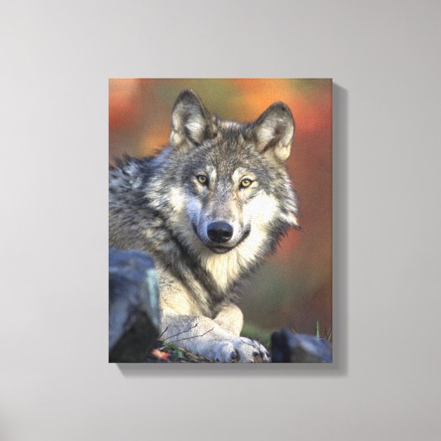 Toile Les amateurs de loups gris (Recto)