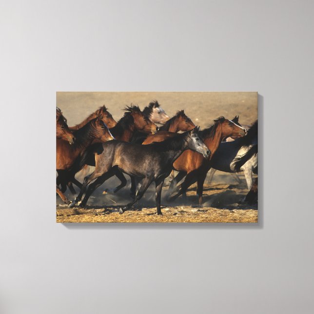 Toile Les Arabes qui courent dans le désert (Recto)