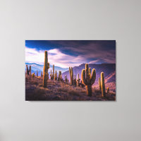 Les déserts | Cactus Paysage Argentine